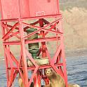 Seals on buoy, 
California, 
2008